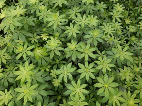 Galium odoratum