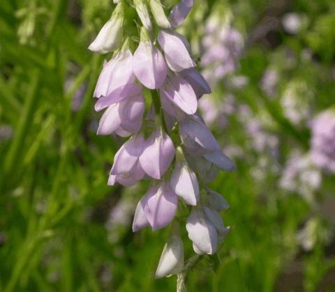 Galega officinalis