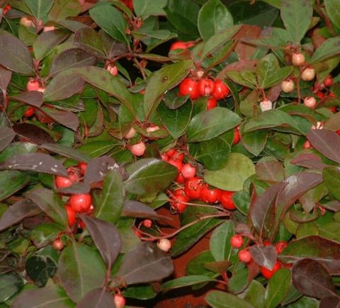 Gaultheria procumbens