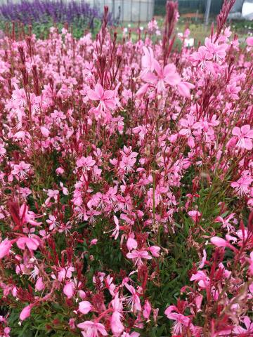 Gaura lindheimeri 'Baby Butterfly Dark Pink' ®