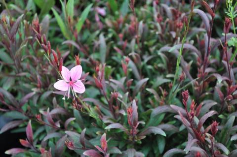 Gaura lindheimeri 'Blaze' (PBR)