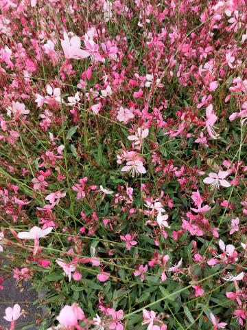 Gaura lindheimeri 'Compact Pink'