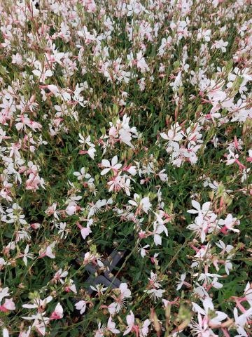 Gaura lindheimeri 'Compact White'