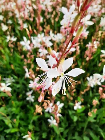 Gaura lindheimeri 'Elurra'