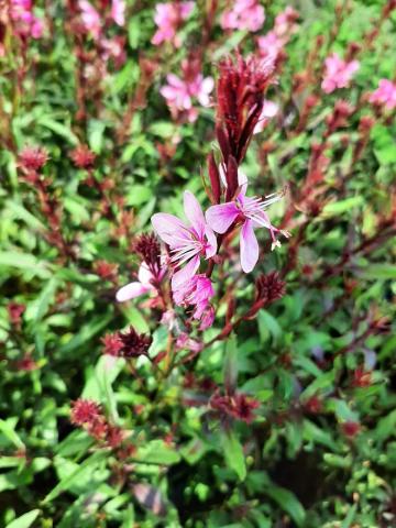 Gaura lindheimeri 'Flamingo Pink' (PBR)