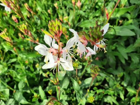 Gaura lindheimeri 'Flamingo White' (PBR)