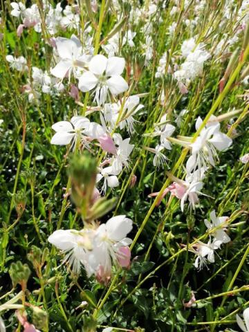 Gaura lindheimeri 'Madonna' ®