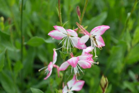 Gaura lindheimeri 'Rosy Jane'