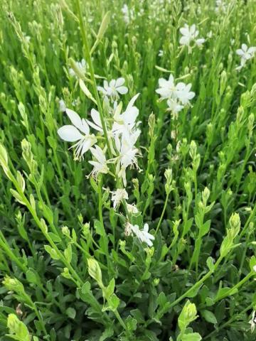 Gaura lindheimeri 'Snowbird'