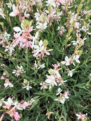 Gaura lindheimeri 'Short Form'