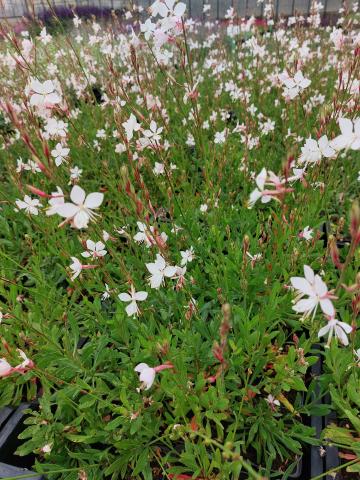 Gaura lindheimeri 'Snowstorm'