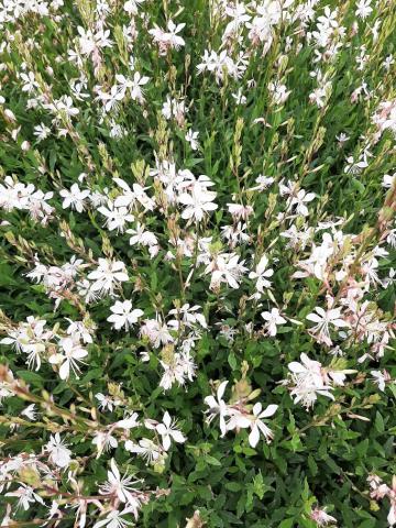 Gaura lindheimeri 'Sparkle White'