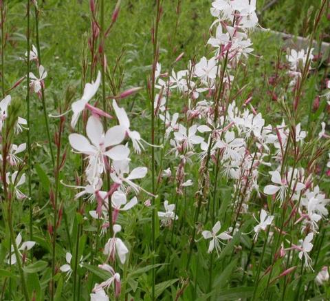 Gaura lindheimeri 'Whirling Butterflies'