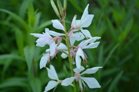 Gaura lindheimeri 'White Dove'