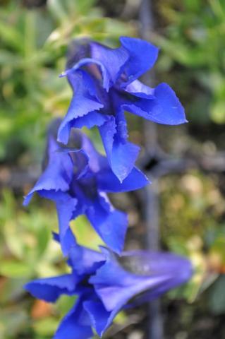 Gentiana acaulis