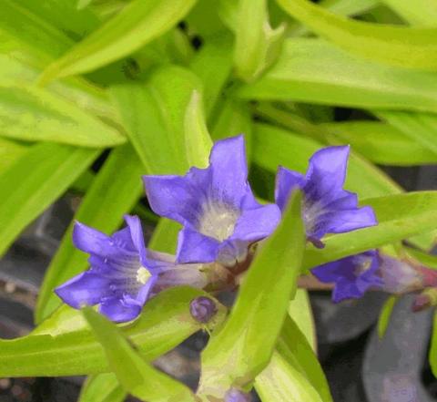 Gentiana cruciata