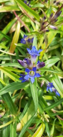 Gentiana dahurica