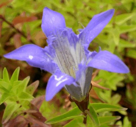 Gentiana septemfida lagodechiana