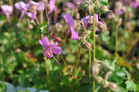 Geranium cantabrigiense 'Berggarten'