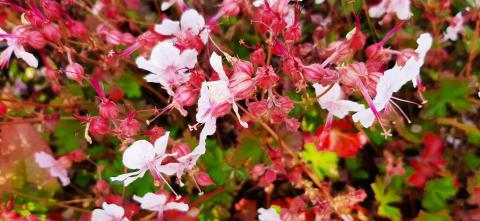 Geranium cantabrigiense 'Harz'