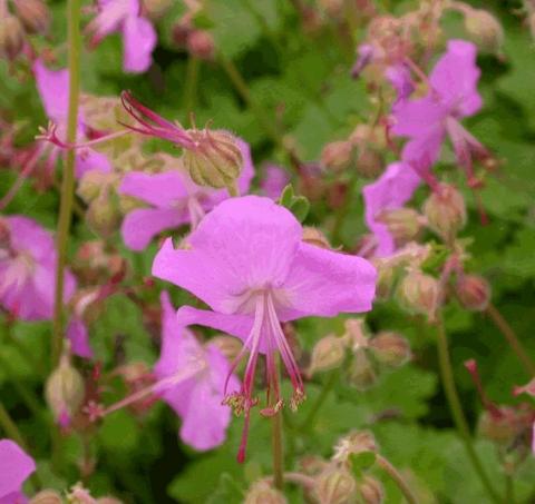 Geranium cantabrigiense 'Karmina'