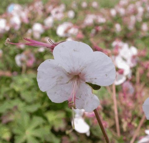 Geranium cantabrigiense 'St.Ola'