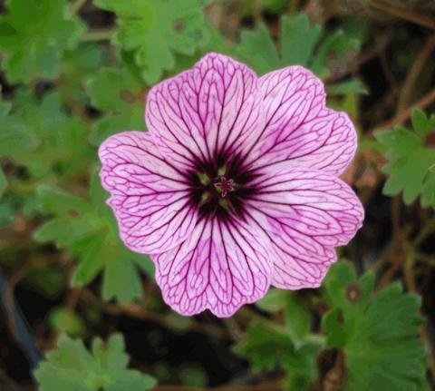 Geranium cinereum 'Ballerina'