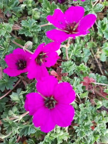 Geranium cinereum 'Giuseppe'