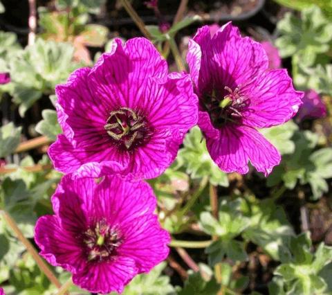 Geranium cinereum 'Purple Pillow'