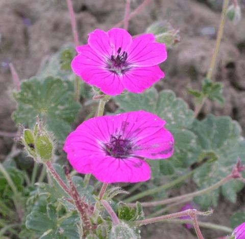 Geranium cinereum var. sub. 'Splendens'