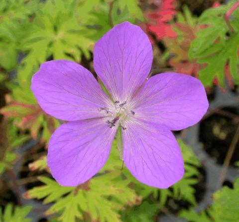 Geranium clarkei 'Kashmir Purple'