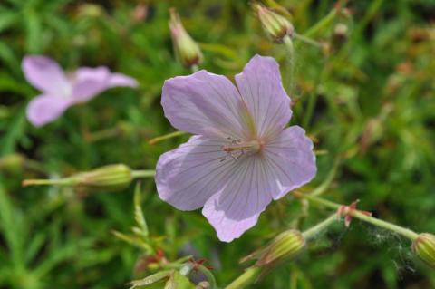 Geranium clarkei 'Kashmir Pink'