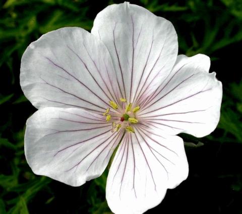 Geranium clarkei 'Kashmir White'