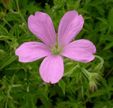 Geranium endressii