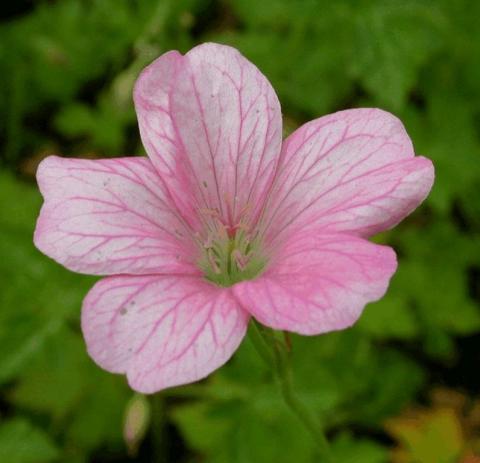 Geranium endressii 'Wargrave Pink'