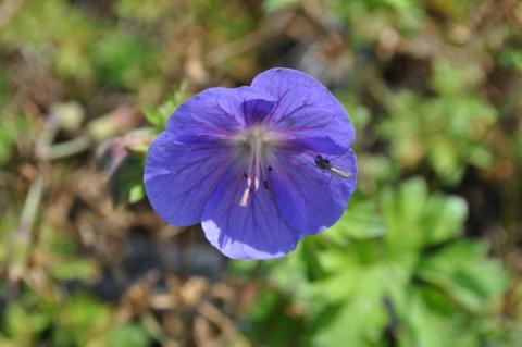 Geranium himalayense