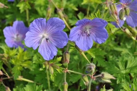 Geranium himalayense 'Baby Blue'