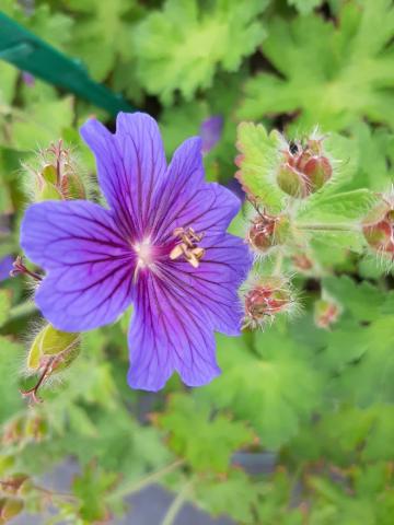 Geranium hybride 'Alan Mayes'