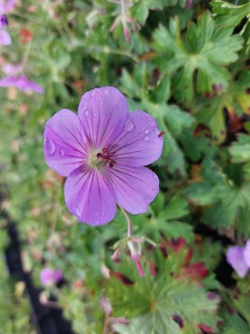 Geranium hybride 'Azure Rush' ®