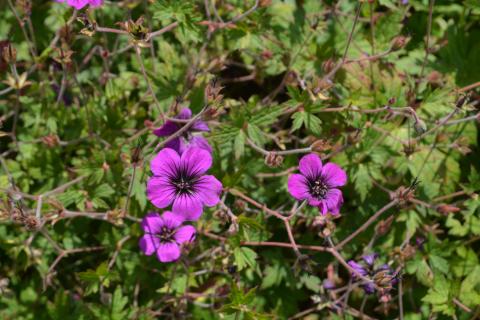 Geranium hybride 'Anne Thomson'