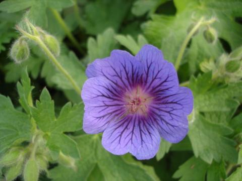 Geranium hybride 'Blue Blood'