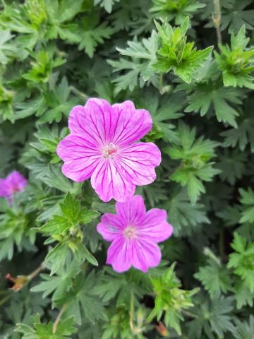 Geranium hybride 'Blushing Turtle' (PBR)