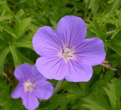 Geranium hybride 'Brookside'