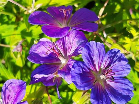 Geranium hybride 'Blue Sunrise' ®