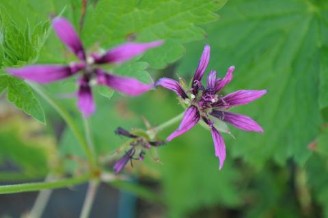 Geranium hybride 'Catherine Deneuve' (PBR)