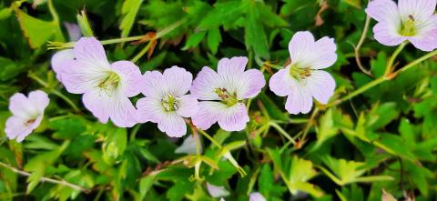 Geranium hybride 'Confetti' ®