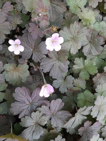 Geranium hybride 'Dusky Crûg'