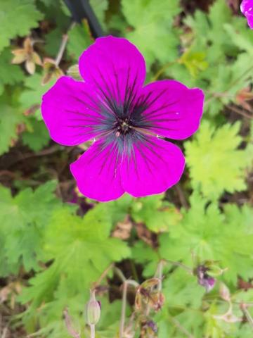 Geranium hybride 'Dragon Heart'