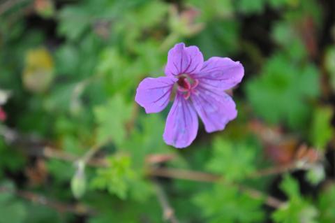 Geranium hybride 'Dilys'