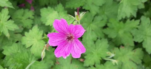 Geranium hybride 'Elworthy Eyecatcher'